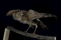 藏品(東方澤鵟)的圖片